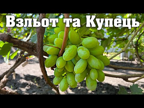 Видео: Взльот та Купець - нові гібридні форми винограду селекції Калугіна