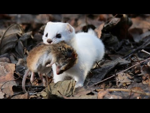 Видео: Коварный, хитрый, и САМЫЙ МАЛЕНЬКИЙ представитель семейства куньих - ЛАСКА В ДЕЛЕ!