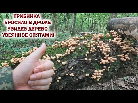 Видео: 💥ГРИБНИКА БРОСИЛО в ДРОЖЬ увидев ДЕРЕВО УСЕЯННОЕ ОПЯТАМИ👉ЛИСИЧКИ ЗАПОЛОНИЛИ ЛЕС. Ждём грибы 2024!