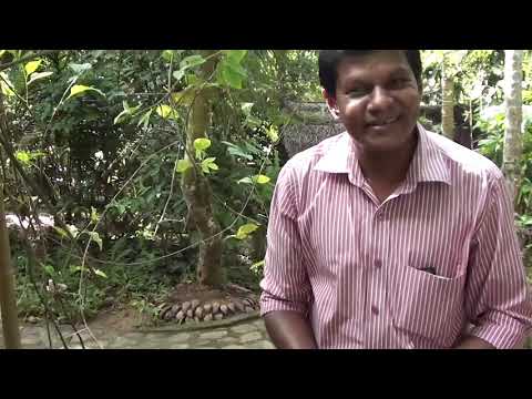 Видео: Королевский кокос,специи.Шри-Ланка