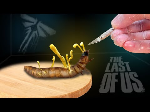Видео: КОРДИЦЕПС МЕСЯЦ СПУСТЯ:  ВСКРЫТИЕ ЗАРАЖЕННОЙ ЛИЧИНКИ ГРИБОМ ИЗ The Last of Us!  Часть 4