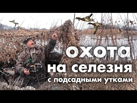 Видео: Охота на селезня с подсадными утками.