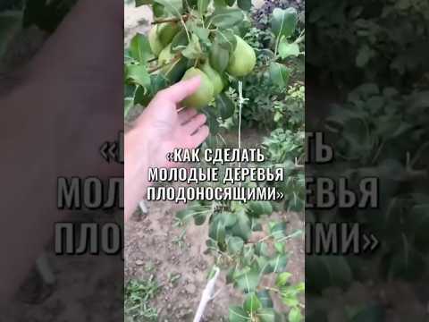 Видео: #обрезкадерева #обрезкасада #обрезкасосны #обрезкаяблони #обрезкагруши #обрезкачерешни #садоводство