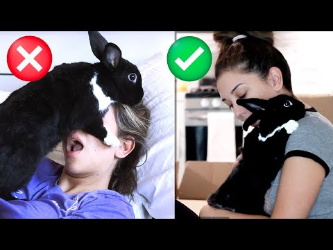 Видео: ПЛЮСЫ И МИНУСЫ завести кролика!