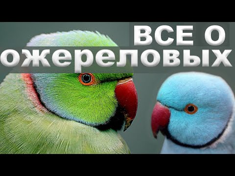 Видео: ОЖЕРЕЛОВЫЕ ПОПУГАИ ВСЕ О ОЖЕРЕЛОВЫХ ПОПУГАЯХ