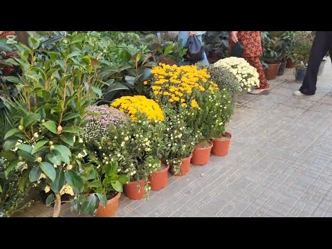 Видео: ТЕЗ ЕРДАМ ГА ЧОПДИМ 🤨🤨🪴🪴🪴🪴