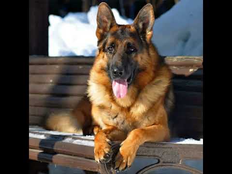 Видео: Посвящается верности друга - немецкой овчарки
