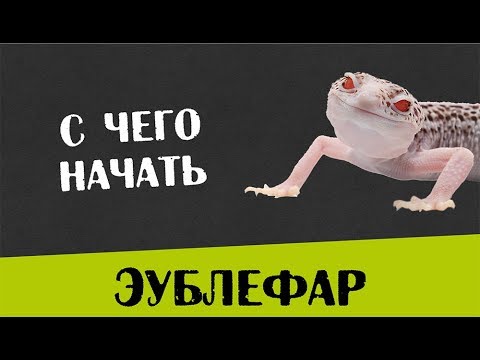 Видео: Содержание Пятнистого эублефара