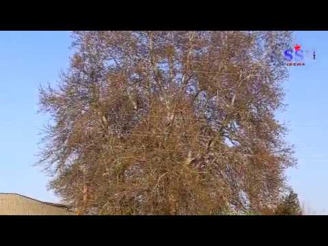 Видео: Ролик накшбандон микоян узбеконтеппа