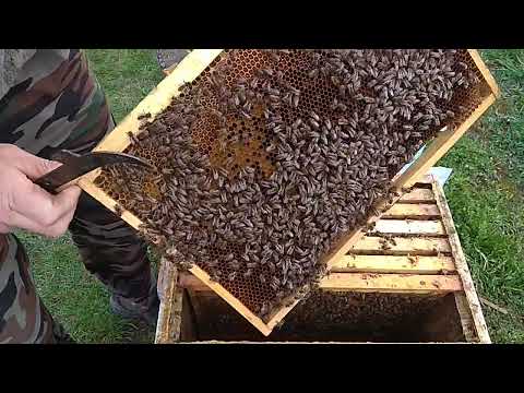 Видео: Карніка Кройз що за звір.