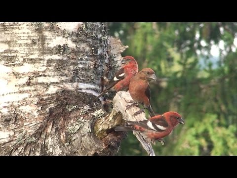Видео: Наблюдаем за птицами