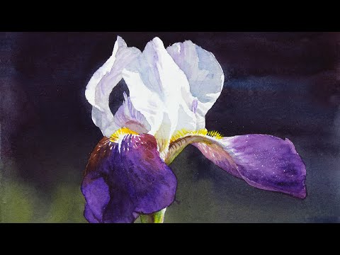 Видео: Акварель цветка ириса