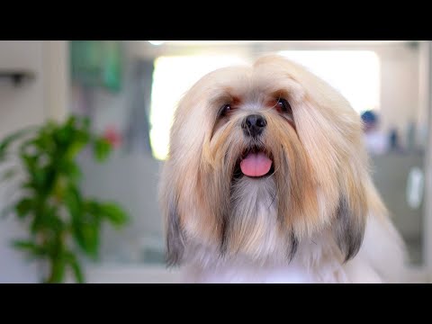 Видео: Больше моей головы! Я сделаю твое лицо меньше!! ✂️❤️🐶