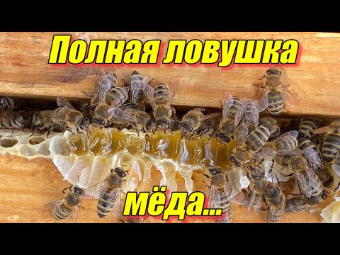 Видео: Ловушка полная мёда…