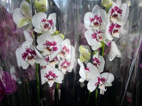 Видео: "7 ЦВЕТОВ" ОТЛИЧНЫЙ ЗАВОЗ ОРХИДЕЙ И