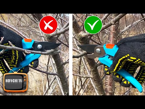 Видео: Класичні помилки при обрізанні плодових дерев, яких припускаються всі садівники початківці!