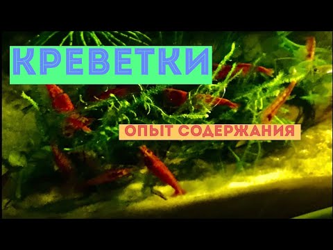 Видео: Креветки Вишни, Амано. Опыт содержания