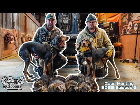 Видео: Охота на енотов 2022, эпизод 3, чёрно-подпалые кунхаунды с Чадом Маккойном и Брэдом Хайлом