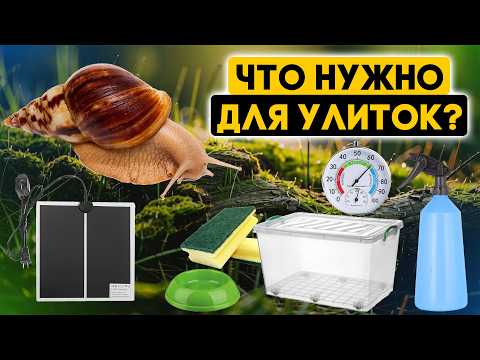 Видео: Что нужно купить для улиток ахатин? Аксессуары для улиток