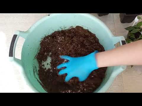 Видео: Пересадка укорененных черенков метельчатой гортензии. Полное видео от А до Я.  #черенкование