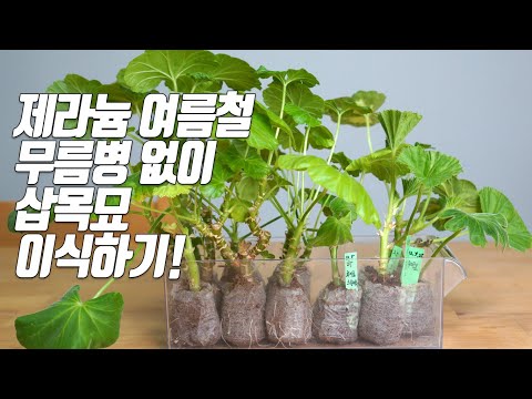 Видео: Пересадка и уход за черенками для уменьшения болезни герани (Pelargonium)