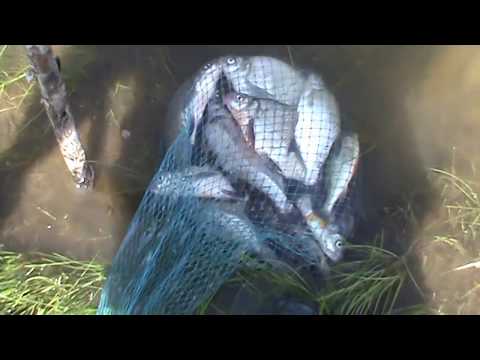 Видео: Отдых и рыбалка на базе Ермак.