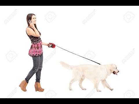 Видео: Почему собак водят с левой стороны?!