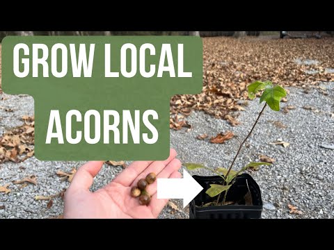 Видео: Выращивание дубов из желудей местного экотипа