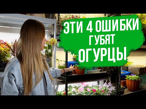 Видео: ТОП-4 ОШИБКИ при выращивании огурцов на подоконнике.