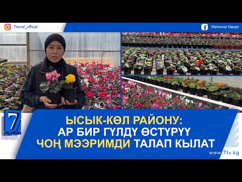Видео: "АР БИР ГҮЛДҮ ӨСТҮРҮҮ ЧОҢ МЭЭРИМДИ ТАЛАП КЫЛАТ"