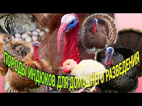 Видео: 🦃ПОРОДЫ ИНДЮКОВ ДЛЯ ДОМАШНЕГО РАЗВЕДЕНИЯ 👍