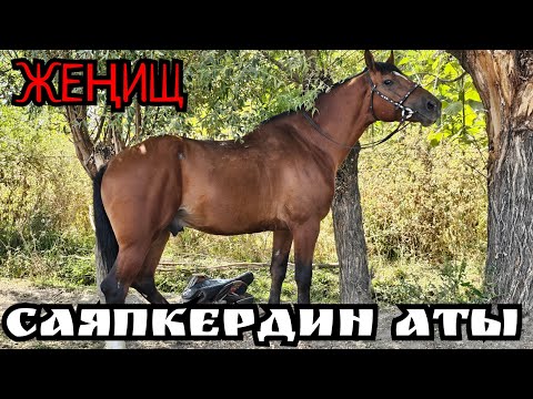 Видео: ЖЕҢИШ САЯПКЕР СЫРЫН АЧТЫ ЗОЛОТОЙ УШУНДАЙ АТ