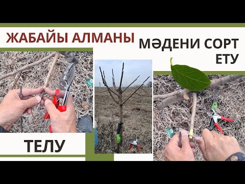 Видео: ЖАБАЙЫ АЛМАҒА МӘДЕНИ АЛМА түрін ТЕЛУ, Ұлау