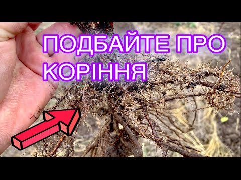 Видео: ЯК ДБАЄМО про КОРІННЯ в саду