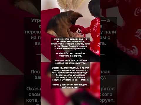 Видео: 🐶🐕 Секретный сад пса Макса #интересное  #хочуфакты #животныешляйх #хочуфакты