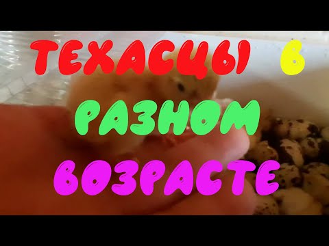 Видео: Как выглядят техасские перепела в возрасте от 1 до 20 дней