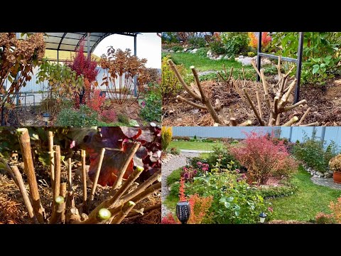 Видео: Осенняя работа в цветнике/ Обрезка Гортензий/ Ленинградская область