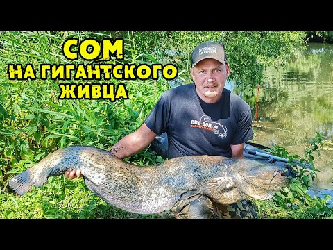 Видео: Ловля сома на растяжку на крупного живца в мелкой реке с берега | Виталий Дальке