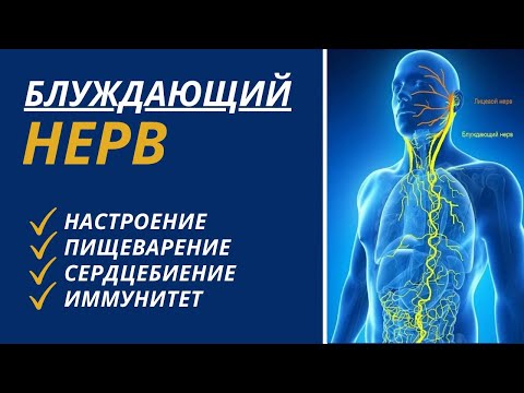 Видео: Нерв который отвечает за Ваше настроение! Поговорим о блуждающем нерве!