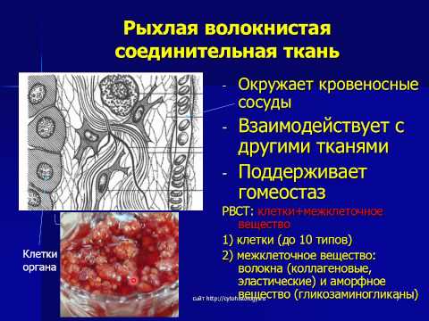 Видео: Собственно соединительные ткани 1. РВСТ