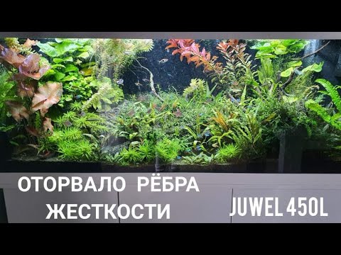 Видео: Аквариум Juwel 450L.  Немецкое качество. Оторвало рёбра жёсткости. Чёрная борода в аквариуме. Ч 49.