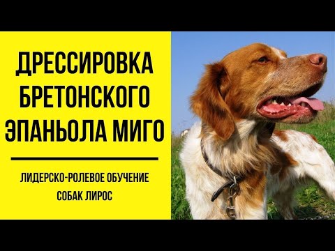 Видео: Бретонский эпаньоль Миго. Дрессировка. Апортирование поносок