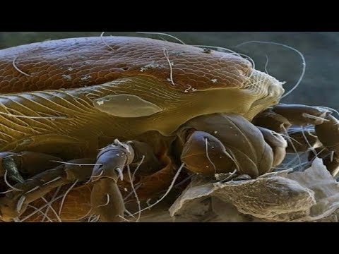 Видео: 🔍 Это приобретение повергло меня в шок!👀  Микро мир на орхидеях. 🐛 🐜