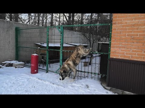 Видео: Прогулка, кормление и побег алабая из вольера