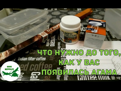 Видео: что нужно до того, как у вас появилась агама