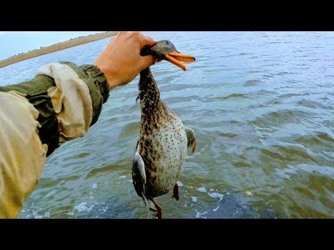 Видео: Охота на утку 2018. ТОЗ 87.Стрелять так стрелять. Чучела уток помогают.