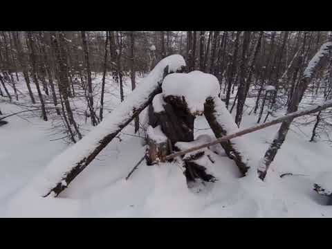 Видео: Охота на соболя.Проверка путика.Кто-то сожрал приманку.