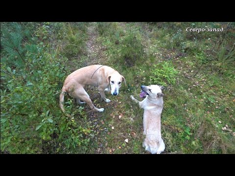 Видео: ОХОТА НА ВЕЗДЕХОДЕ ПО ЗАЙЦУ С РУССКОЙ ГОНЧЕЙ 24.09.24