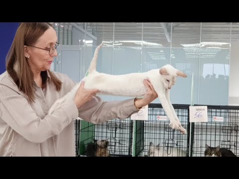 Видео: Выставка кошек Котоград 16 апреля 2023 г. Санкт-Петербург