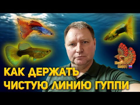 Видео: Олег Фоменко. Магия гуппи. Как начинающим держать чистую линию гуппи.